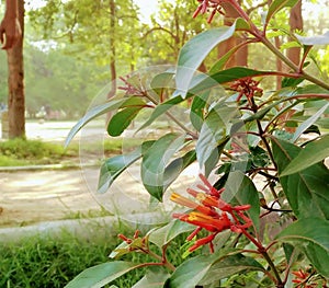 Hamelia patensÂ is a largeÂ perennialÂ shrubÂ or smallÂ treeÂ in theÂ coffeeÂ family,Â Rubiaceae